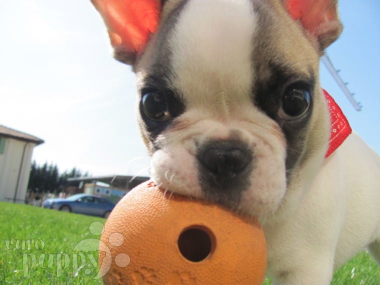 Dexter - French Bulldog, Euro Puppy review from Italy