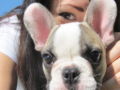 Dexter - Bulldog Francés, Euro Puppy review from Italy