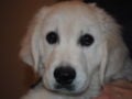 Lana - Golden Retriever, Euro Puppy Referenzen aus Egypt