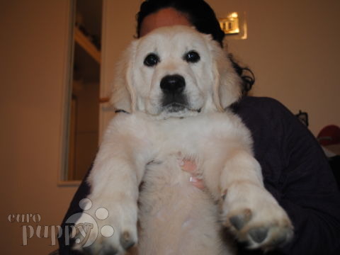 Lana - Golden Retriever, Euro Puppy review from Egypt
