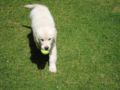 Doris - Golden Retriever, Euro Puppy review from United Arab Emirates