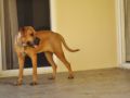 Kensha - Tosa Inu, Euro Puppy review from India