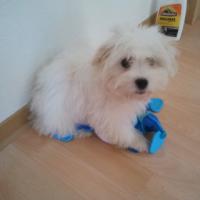 Romeo - Coton de Tulear, Euro Puppy review from Germany