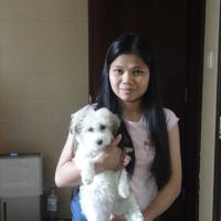 Pebbles - Havanese, Euro Puppy review from Hong Kong