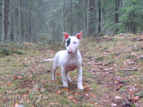 Stubby - Bullterrier, Euro Puppy review from Sweden