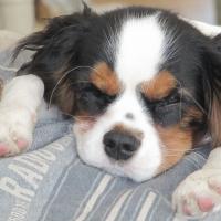 Zippy - Cavalier King Charles Spaniel, Euro Puppy review from Germany