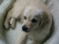 Miyah - Golden Retriever, Euro Puppy review from Germany