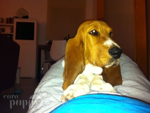 Denzil - Basset Hound, Euro Puppy Referenzen aus Spain