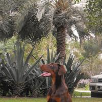 Ceasar - Dobermann, Euro Puppy Referenzen aus United Arab Emirates