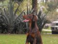 Ceasar - Dobermann, Euro Puppy review from United Arab Emirates