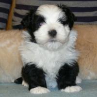 Smokey - Havanese, Euro Puppy review from Spain