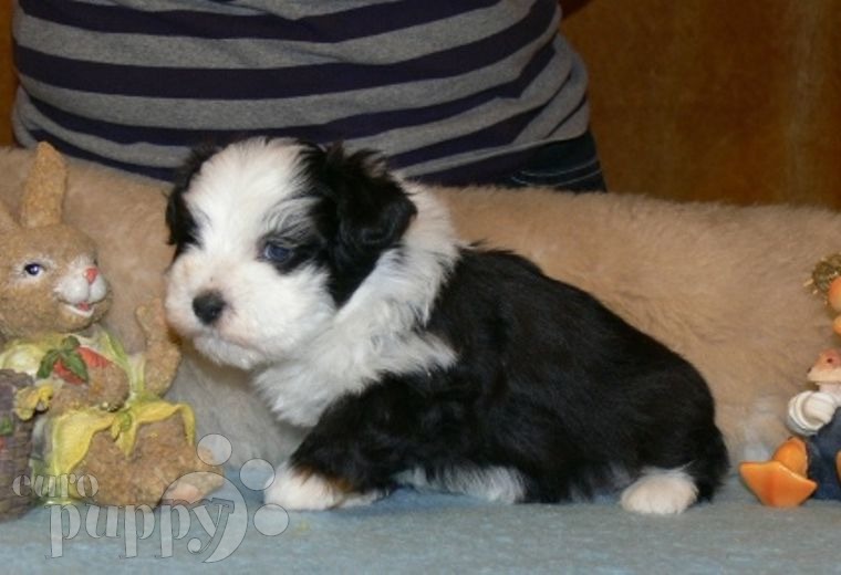 Smokey - Havanese, Euro Puppy review from Spain