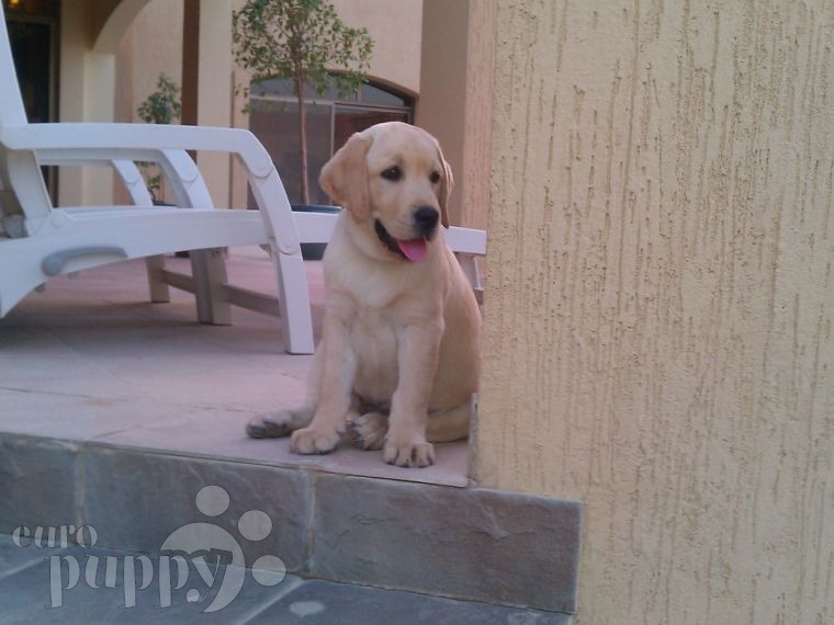 Buddy and Ella - Labrador Retriever, Referencias de Euro Puppy desde Saudi Arabia