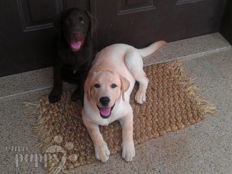 Buddy and Ella - Labrador Retriever, Euro Puppy review from Saudi Arabia