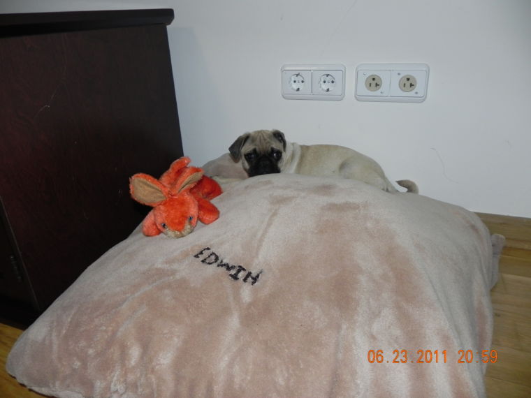 Edwin - Mops, Euro Puppy review from Germany