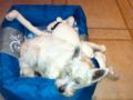 Whiskey - West Highland White Terrier, Euro Puppy Referenzen aus South Africa
