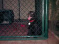 Jasmine - Labrador Retriever, Euro Puppy review from Bahrain