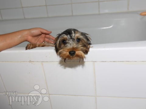 Baxter - Yorkshire Terrier, Euro Puppy review from Saudi Arabia
