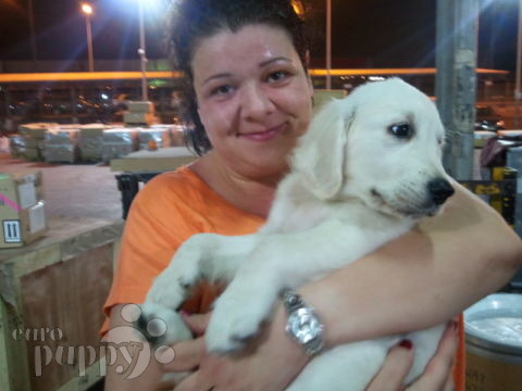 Rodinia - Golden Retriever, Euro Puppy Referenzen aus Qatar