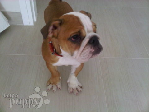 Charade - Englische Bulldogge, Euro Puppy review from United Arab Emirates