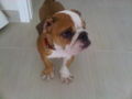 Charade - Englische Bulldogge, Euro Puppy review from United Arab Emirates