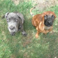 Magnum - Neapolitan Mastiff, Euro Puppy review from Germany