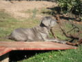 Magnum - Neapolitan Mastiff, Euro Puppy review from Germany