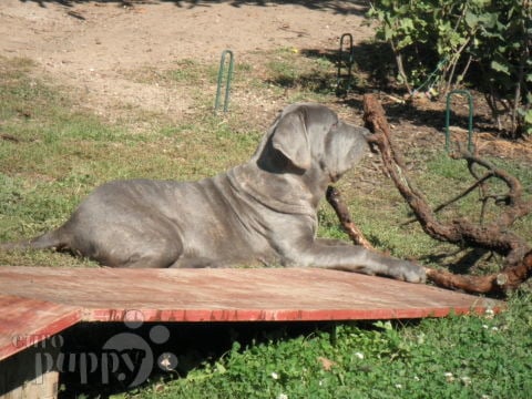Magnum - Mastino Neapolitano, Euro Puppy review from Germany