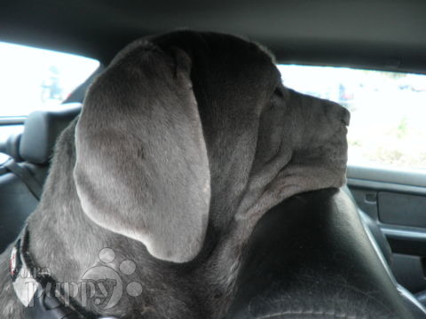 Magnum - Neapolitan Mastiff, Euro Puppy review from Germany