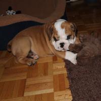 Lockjaw - English Bulldog, Euro Puppy review from Germany