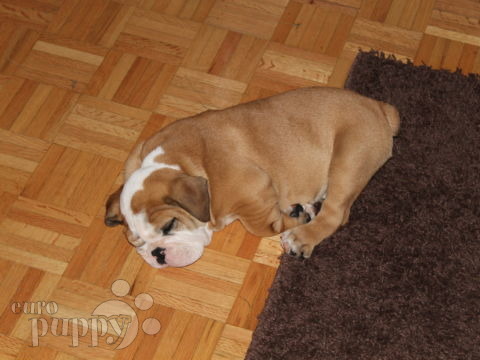 Lockjaw - Bulldog Inglés, Euro Puppy review from Germany