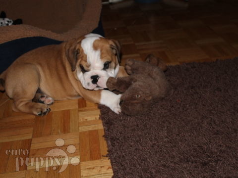 Lockjaw - English Bulldog, Euro Puppy review from Germany