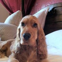 Maya - English Cocker Spaniel, Euro Puppy review from Bahrain