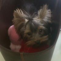 Cookie - Yorkshire Terrier, Euro Puppy Referenzen aus United Arab Emirates