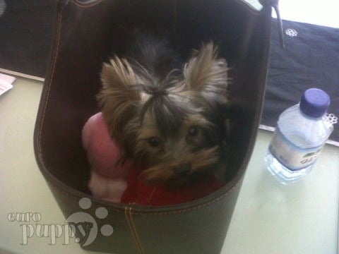 Cookie - Yorkshire Terrier, Euro Puppy review from United Arab Emirates