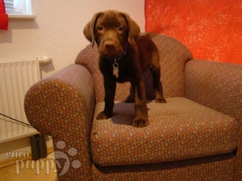 Austin - Labrador Retriever, Euro Puppy Referenzen aus Germany