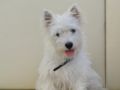 Bonnie - West Highland White Terrier, Referencias de Euro Puppy desde United Arab Emirates