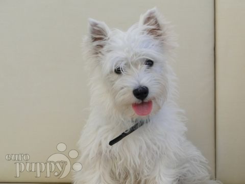 Bonnie - West Highland White Terrier, Euro Puppy review from United Arab Emirates