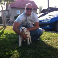 Bumper - English Bulldog, Euro Puppy review from Italy