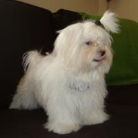 Bam Bam - Maltese, Euro Puppy review from United Arab Emirates