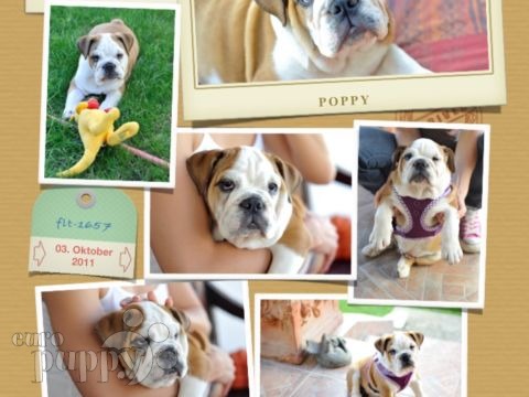 Poppy - Mini Englishche Bulldog, Euro Puppy review from Austria