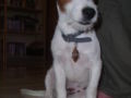 Milo - Jack-Russell-Terrier, Euro Puppy Referenzen aus United Arab Emirates