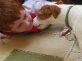 Milo - Jack-Russell-Terrier, Euro Puppy Referenzen aus United Arab Emirates