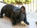 Gino - Französische Bulldogge, Euro Puppy Referenzen aus Italy