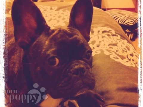 Gino - French Bulldog, Euro Puppy review from Italy