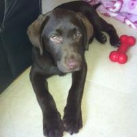 Sookie - Labrador Retriever, Euro Puppy Referenzen aus United Arab Emirates