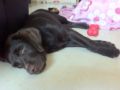 Sookie - Labrador Retriever, Euro Puppy review from United Arab Emirates