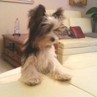 Tiffany - Biewer Yorkie, Euro Puppy review from France