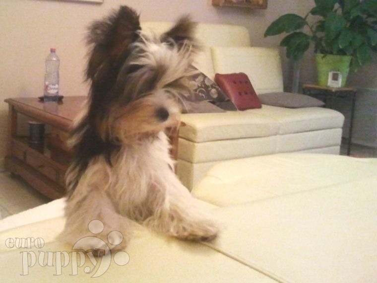 Tiffany - Biewer Terrier, Euro Puppy review from France