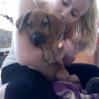 Elektra - Rhodesian Ridgeback, Euro Puppy review from Saudi Arabia